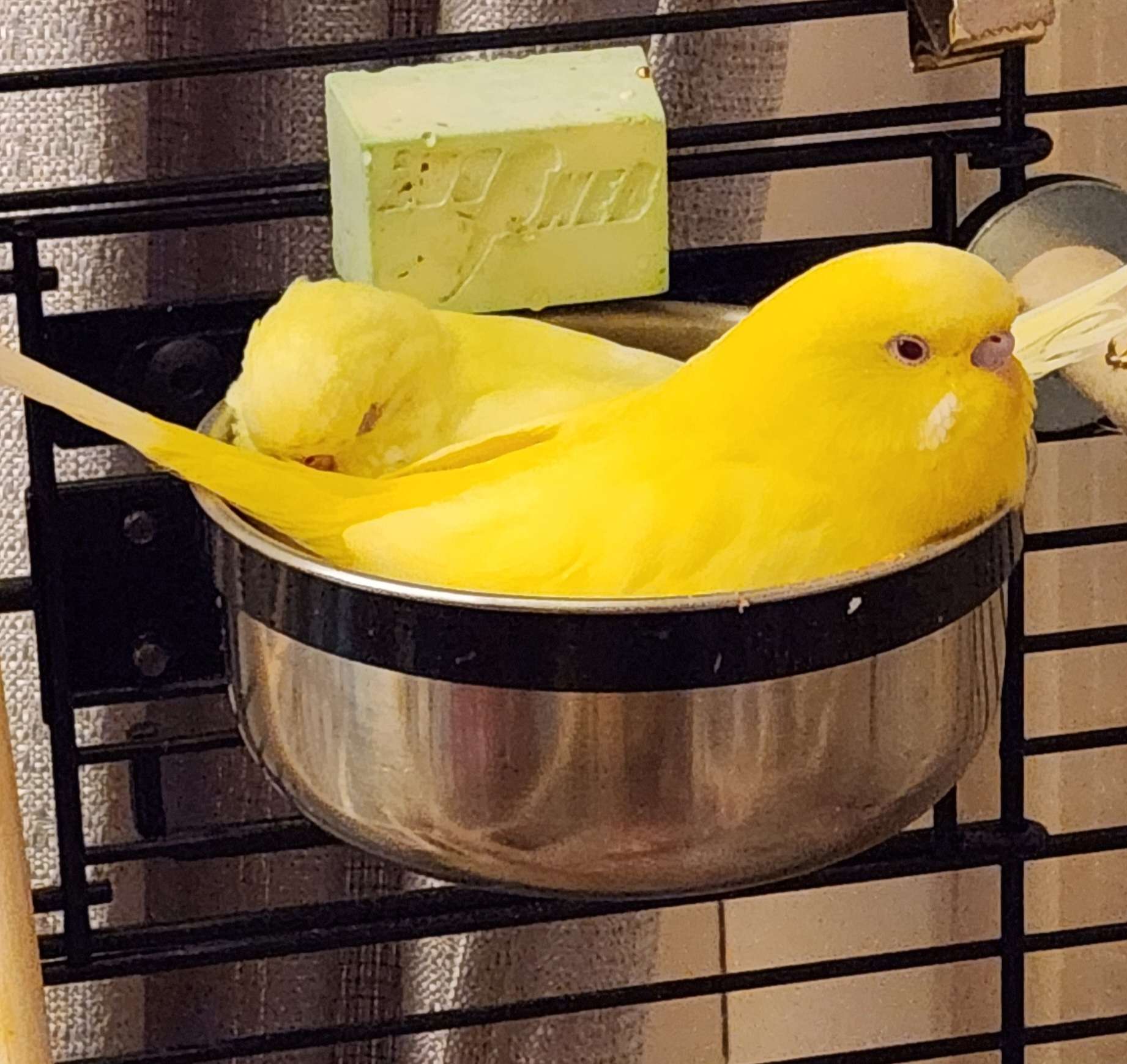 Melon and Pudding cuddling together in the food dish.