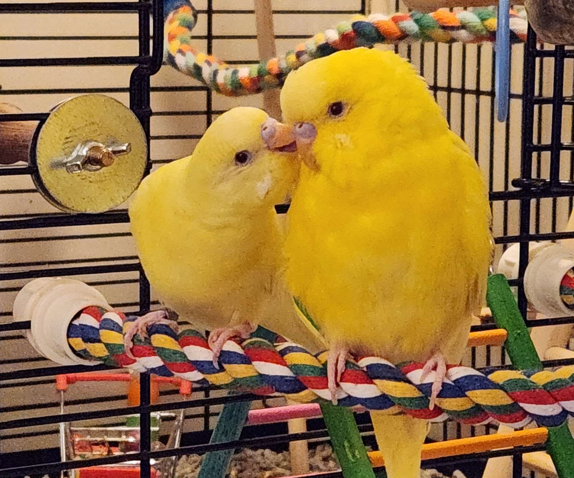 Melon gently preening Pudding while Pudding fluffs up in happiness.