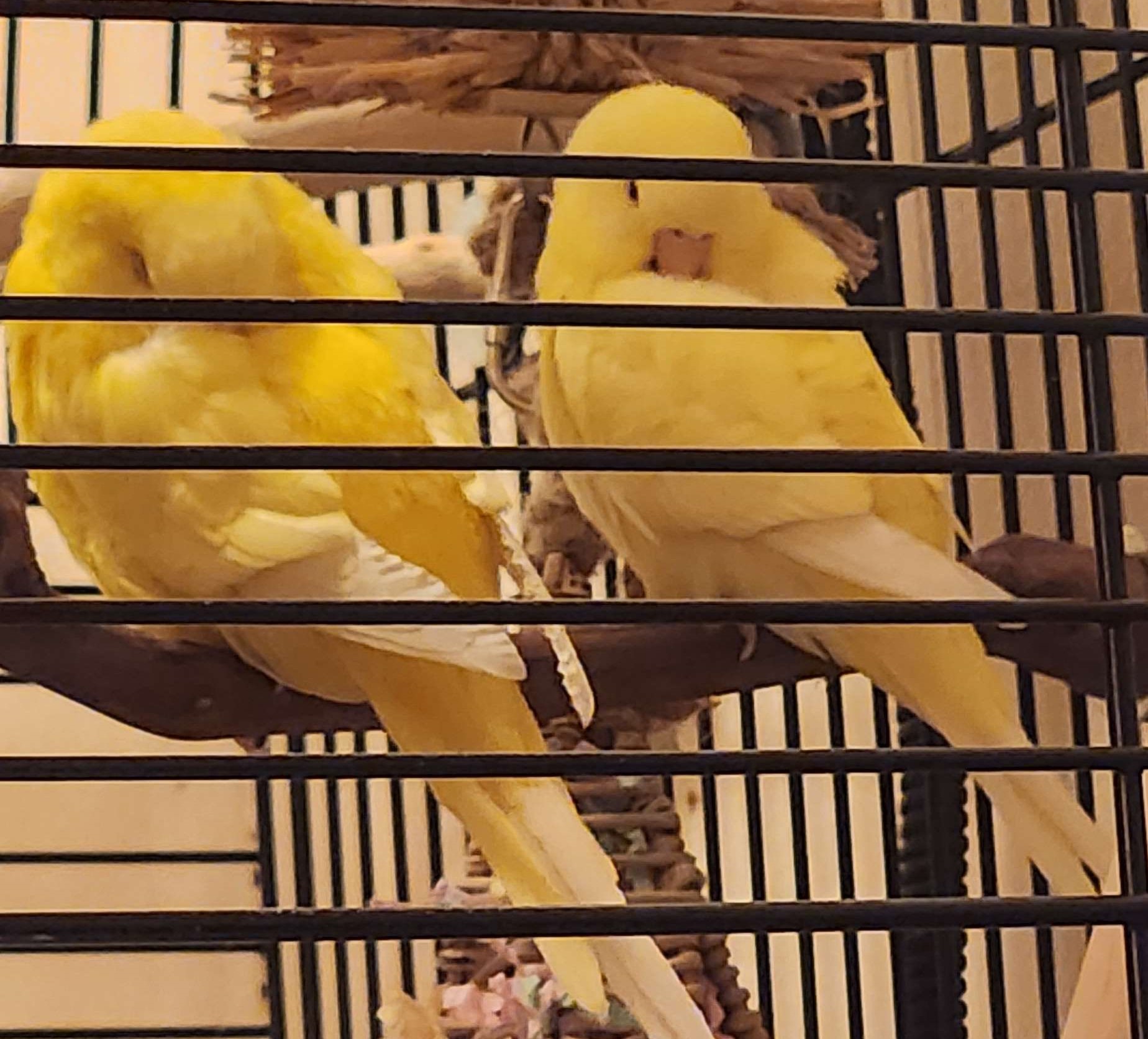 The two birds sleeping.