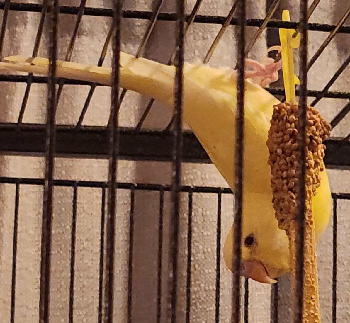 Melon getting seed from the top of the cage.